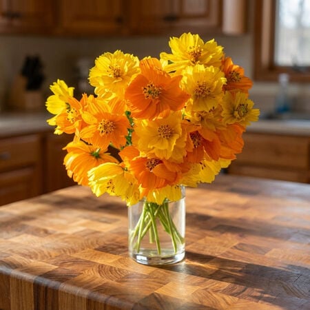 Bright Lights, Cosmo Seeds - Packet image number null